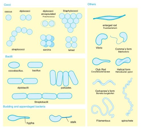 Bacterial morphology diagram (Image credit: Mariana Ruiz with Wikipedia)